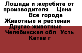 Лошади и жеребята от производителя. › Цена ­ 120 - Все города Животные и растения » Другие животные   . Челябинская обл.,Усть-Катав г.